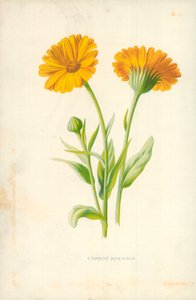 一般的なマリーゴールド 作： Frederick Edward Hulme