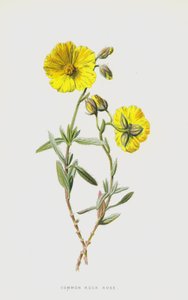 一般的なロックローズ（クロモリト） 作： Frederick Edward Hulme