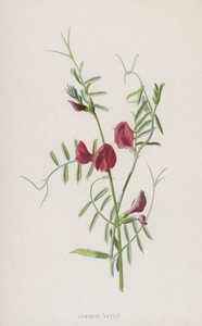 一般的なベッチ（クロモリト） 作： Frederick Edward Hulme
