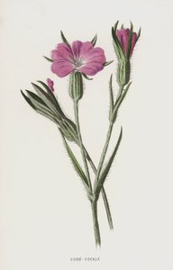 トウモロコシCockle（chromolitho） 作： Frederick Edward Hulme