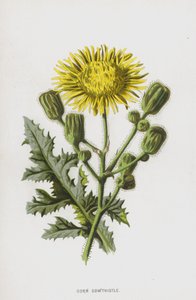 トウモロコシSowthistle（chromolitho） 作： Frederick Edward Hulme