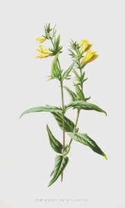 牛小麦またはMelampyre（クロモリト） 作： Frederick Edward Hulme