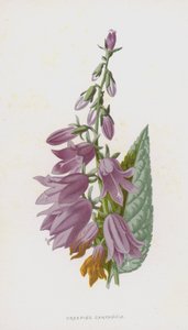 忍び寄るカンパニュラ（クロモリト） 作： Frederick Edward Hulme