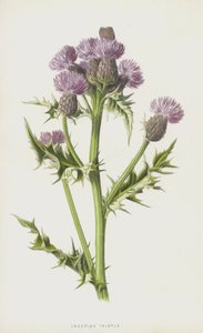 忍び寄るアザミ（クロモリト） 作： Frederick Edward Hulme