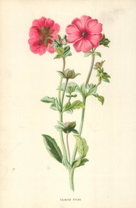クリムゾンエイヴンズ 作： Frederick Edward Hulme