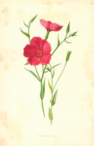 クリムゾンフラックス 作： Frederick Edward Hulme