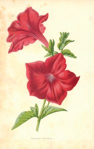 クリムゾンペチュニア 作： Frederick Edward Hulme
