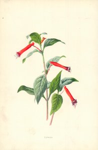 クフェア 作： Frederick Edward Hulme