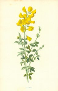 Cytisus 作： Frederick Edward Hulme