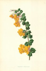 ダーウィンのメギ 作： Frederick Edward Hulme