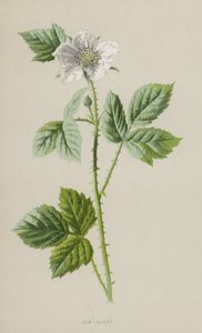 デューベリー（クロモリト） 作： Frederick Edward Hulme