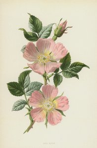 Dog-Rose（クロモリト） 作： Frederick Edward Hulme