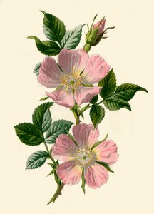 Dog-Rose、1877年。 作： Frederick Edward Hulme