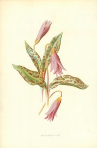 犬の歯のバイオレット 作： Frederick Edward Hulme