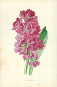 ダブルストック 作： Frederick Edward Hulme