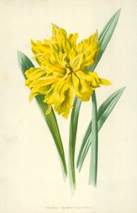 ダブルトランペット水仙 作： Frederick Edward Hulme