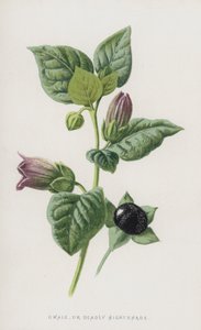 Dwale、またはDeadly Nightshade（chromolitho） 作： Frederick Edward Hulme