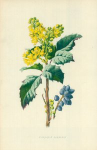 常緑メギ 作： Frederick Edward Hulme
