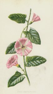 フィールドコンボルブルス（クロモリト） 作： Frederick Edward Hulme