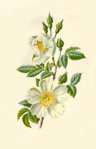 フィールドローズ、1877年。