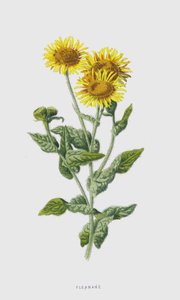 ノミ（クロモリト） 作： Frederick Edward Hulme