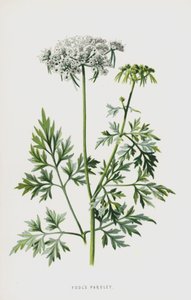 愚か者パセリ（クロモリト） 作： Frederick Edward Hulme