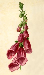 Foxglove、1877。 作： Frederick Edward Hulme