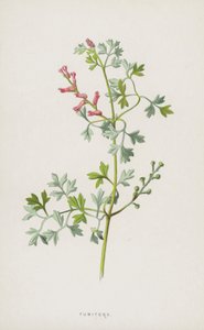 Fumitory（chromolitho） 作： Frederick Edward Hulme
