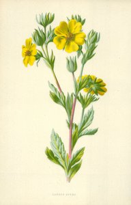 ガーデンアベンス 作： Frederick Edward Hulme