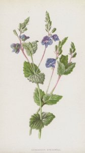 ジャーマンダースピードウェル（クロモリト） 作： Frederick Edward Hulme