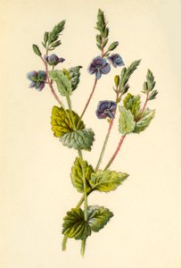 ジャーマンダースピードウェル、1877年。 作： Frederick Edward Hulme