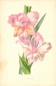 グラジオラス 作： Frederick Edward Hulme