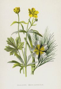 ゴルディロックス、水ラナンキュラス（クロモリト） 作： Frederick Edward Hulme