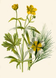 ゴルディロックス。水ラナンキュラス、1877。 作： Frederick Edward Hulme