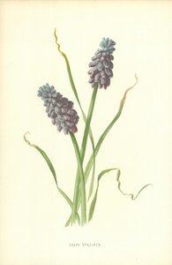 ぶどうヒヤシンス 作： Frederick Edward Hulme