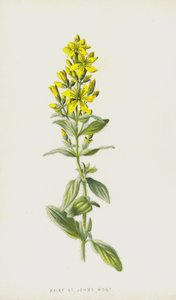 ヘアリーセントジョンズワート（クロモリト） 作： Frederick Edward Hulme