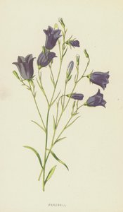 ハレベル（クロモリト） 作： Frederick Edward Hulme