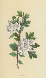 サンザシ（クロモリト） 作： Frederick Edward Hulme