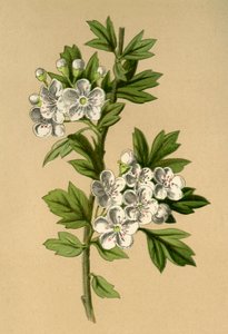 ホーソーン、1877年。