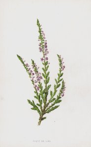 ヒースまたはリン（クロモリト） 作： Frederick Edward Hulme
