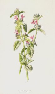 ヘッジカラミント（クロモリト） 作： Frederick Edward Hulme