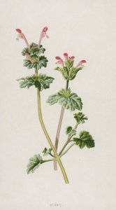 ヘンビット（クロモリト） 作： Frederick Edward Hulme