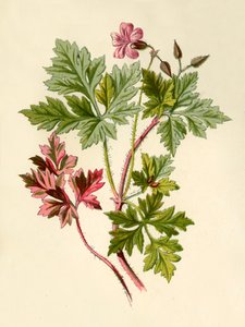 ハーブロバート、1877年。 作： Frederick Edward Hulme