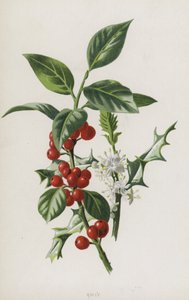 ホリー（クロモリト） 作： Frederick Edward Hulme