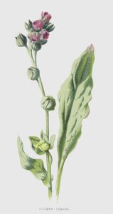 猟犬の舌（chromolitho） 作： Frederick Edward Hulme