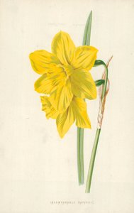 比類のない水仙 作： Frederick Edward Hulme