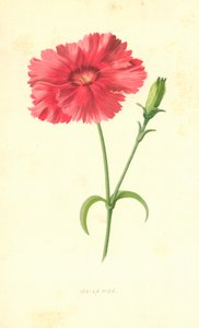 インディアンピンク 作： Frederick Edward Hulme