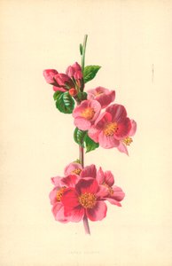 日本15 作： Frederick Edward Hulme