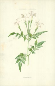 ジャスミン 作： Frederick Edward Hulme