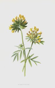 腎臓ベッチ（クロモリト） 作： Frederick Edward Hulme